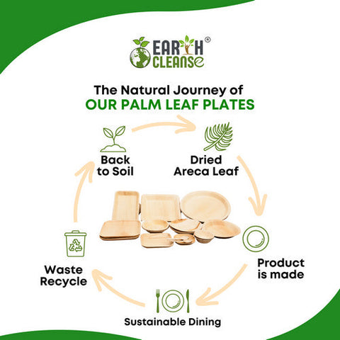 Earth Cleanse, Areca Palm Leaf Square Partition Plates 11-Inch, Pack of 75 Earth Cleanse